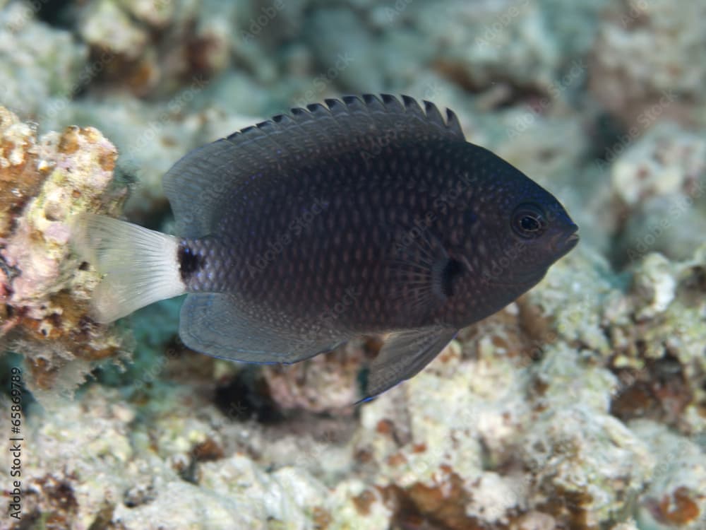 Yellowtail damsel · Pomacentrus trichrourus · Reeflings Library