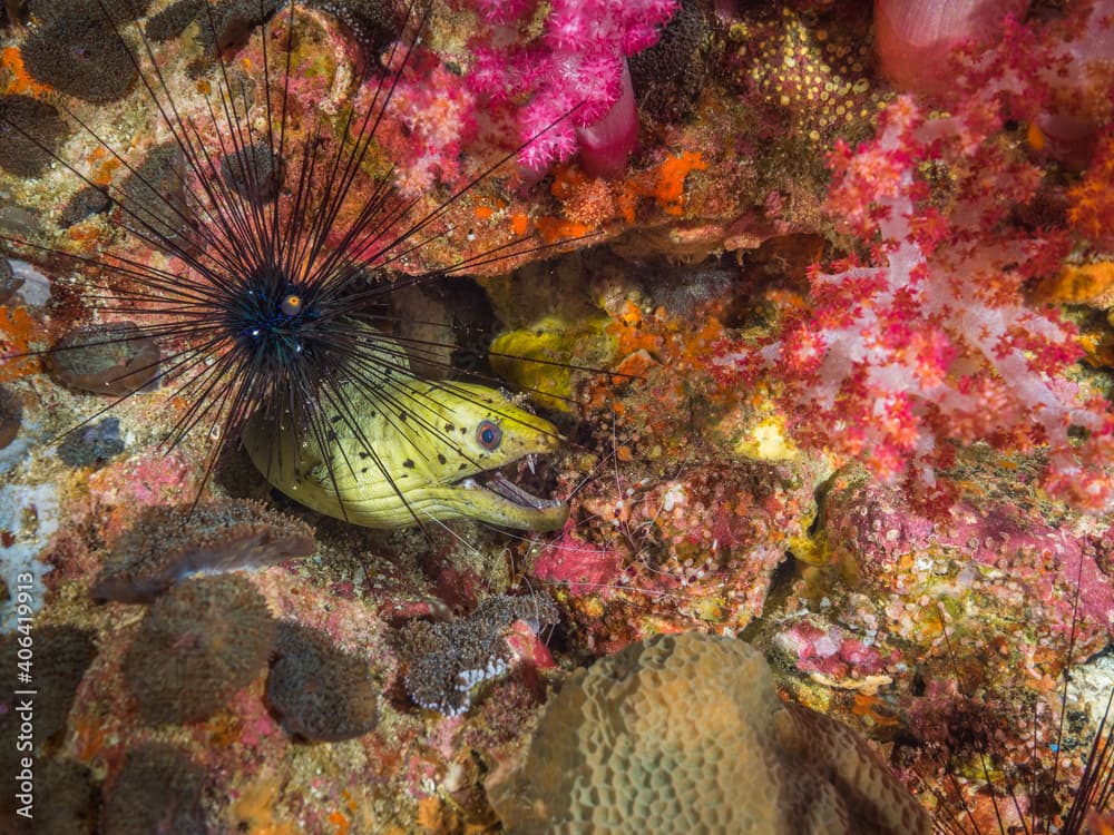 Fimbriated moray being cleaned by shrimps in a hole of rock, Black long spine urchin (Mergui archipelago, Myanmar)