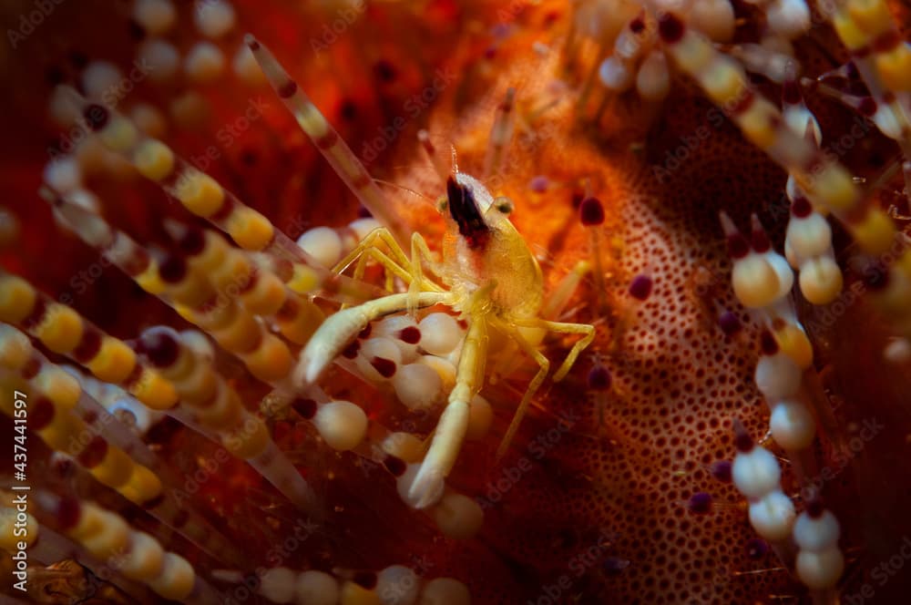 shrimp inside the urchin