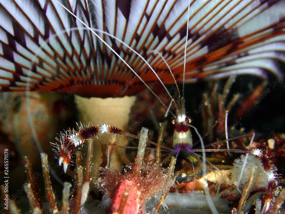 Closeup and macro shot banded coral shrimp during the leisure dive in Sabah, Borneo.       