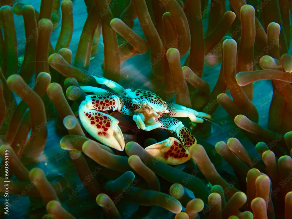 Anemone crab underwater. Anemone crab hides among the soft tentacles of an anemone.