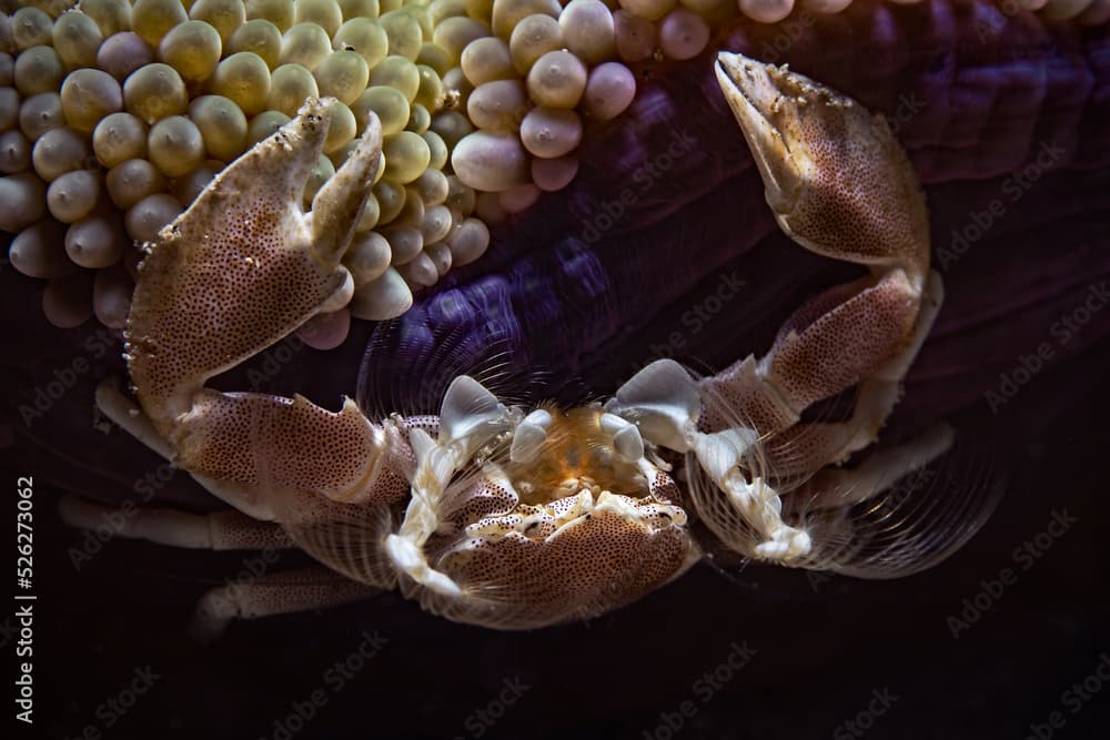 Spotted porcelain crab (Neopetrolisthes maculatus)