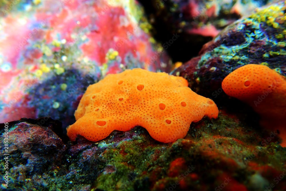 Colorful Mediterranean orange sea sponge in underwater scene