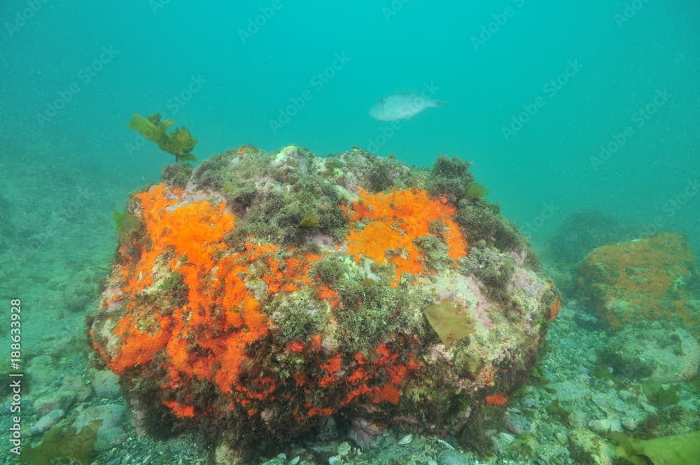 Large boulder covered with colorful encrusting sponges but missing vegetation on bottom in murky water.