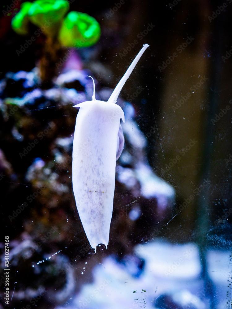 Nassarius vibex snail (Phrontis vibex) on the reef aquarium tank glass