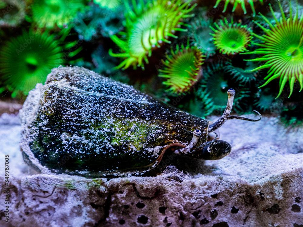 Strombus Luhanus snail on a reef tank