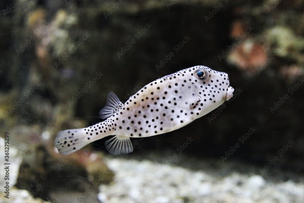 A cute shortnose boxfish is swimming in marine aquarium. Small nose boxfish (Rhynchostracion nasus) has a powerful toxin on the skin.