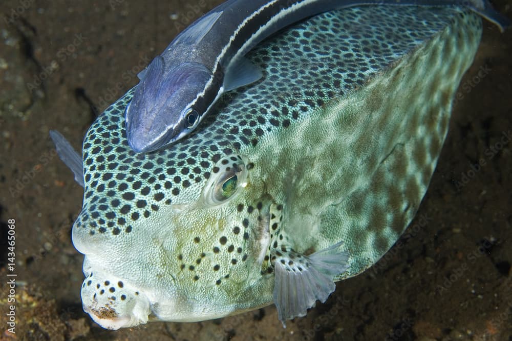 Largenose boxfish, Rhynchostracion rhinorhynchus, and suckerfish, Echeneis naucrates, Bali Indonesia.