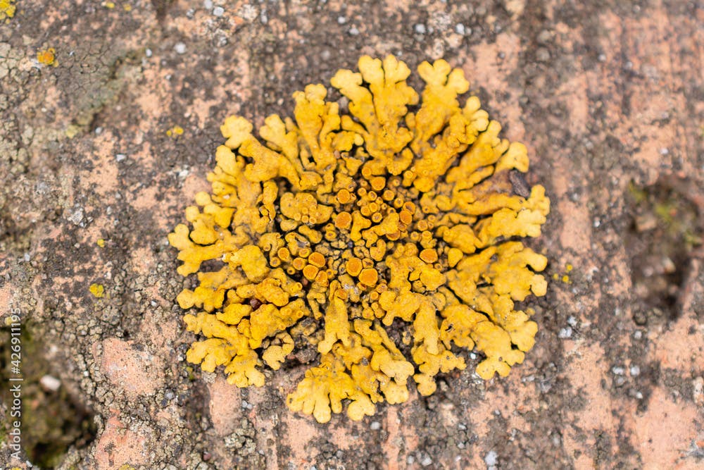 Yellow fungus on the brick walls.