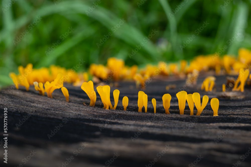 Small bright yellow fungi growing from a rotten tree in Penang