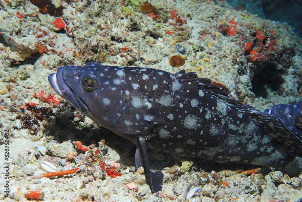 Whitespotted grouper fish