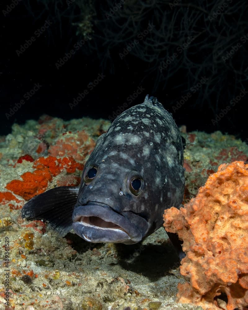 Whitespotted grouper (Epinephelus coeruleopunctatus), in Maldives