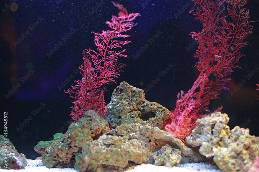 Corals in aquarium tank.