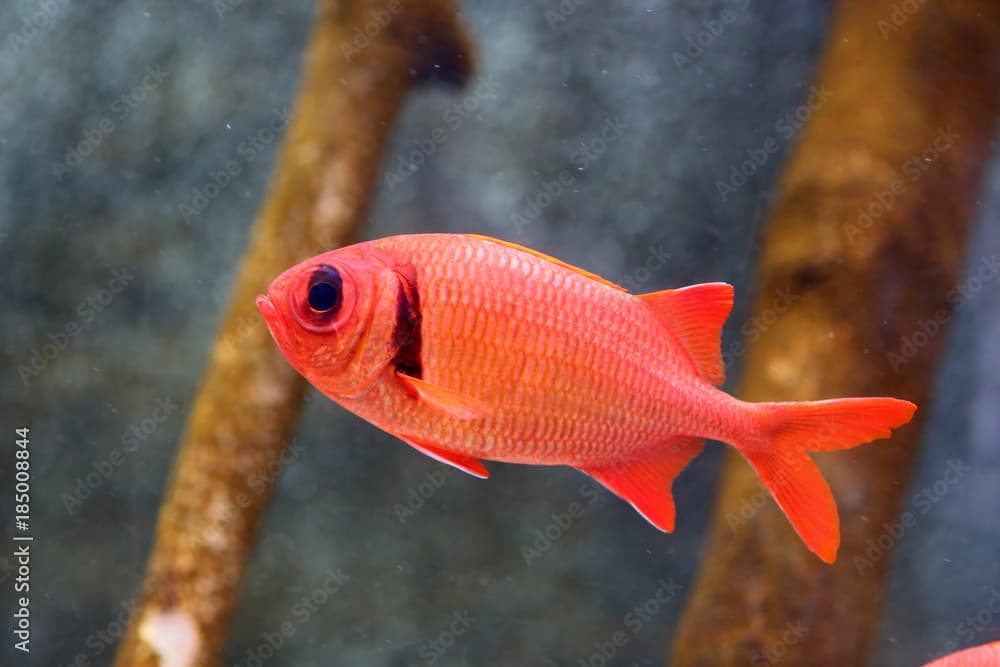 Big-eyed soldierfish (Myripristis berndti) in Japan