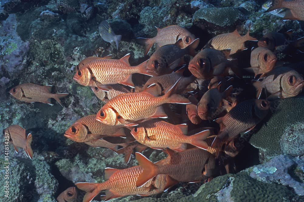 Myripristis berndti / Poisson soldat / Myripristis de Berndt