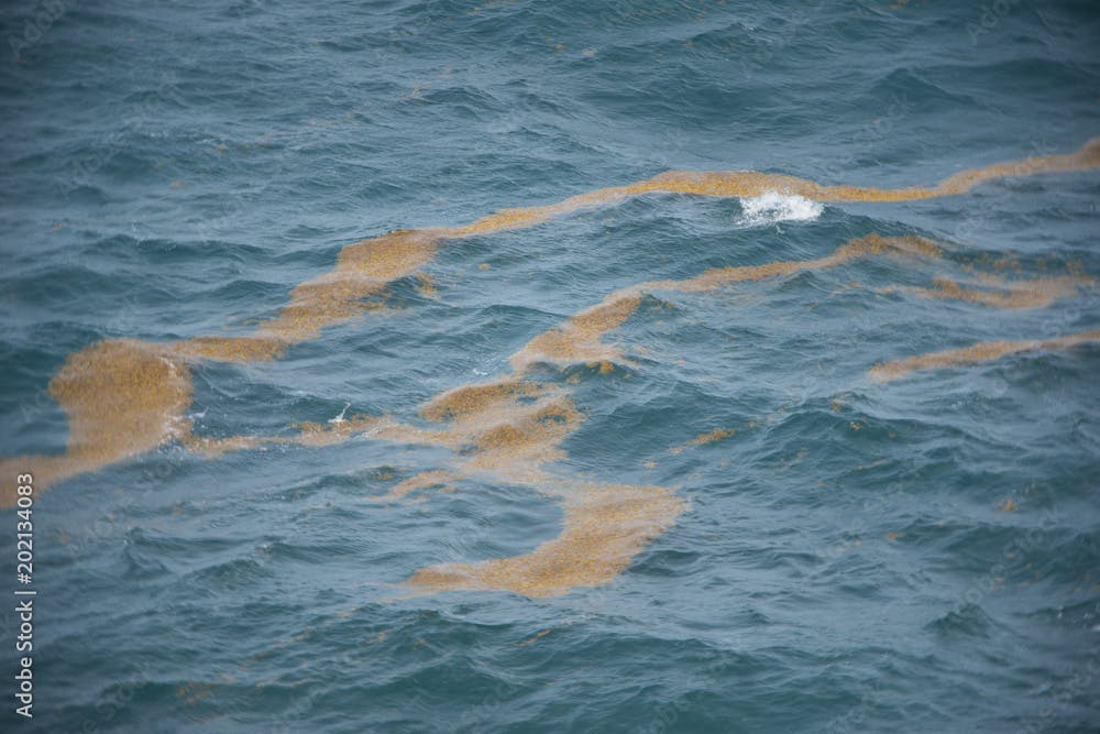 Marée brune, algues sargasses dérivant dans la mer des caraïbes. Pollution cotière en Guadeloupe et en Martinique.