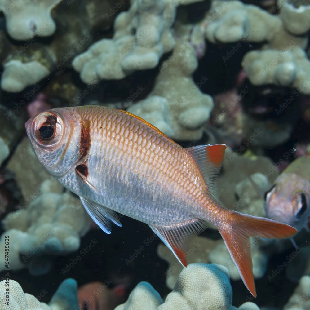 Shoulderbar soldierfish · Myripristis kuntee · Reeflings Library