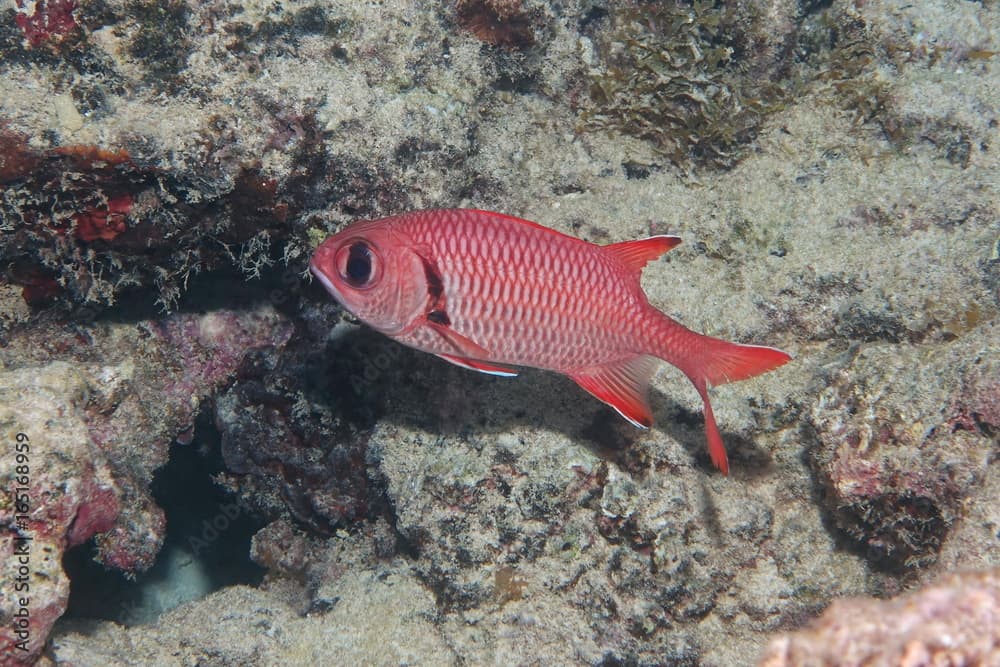 A tropical fish epaulette soldierfish, Myripristis kuntee, underwater in the lagoon of Bora Bora, Pacific ocean, French Polynesia