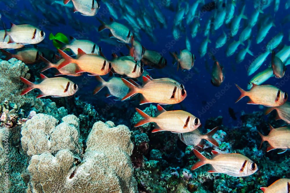 Pearly Soldierfish (Myripristis kuntee) schooling near a reef just offshore of Maui; Hawaii, United States of America