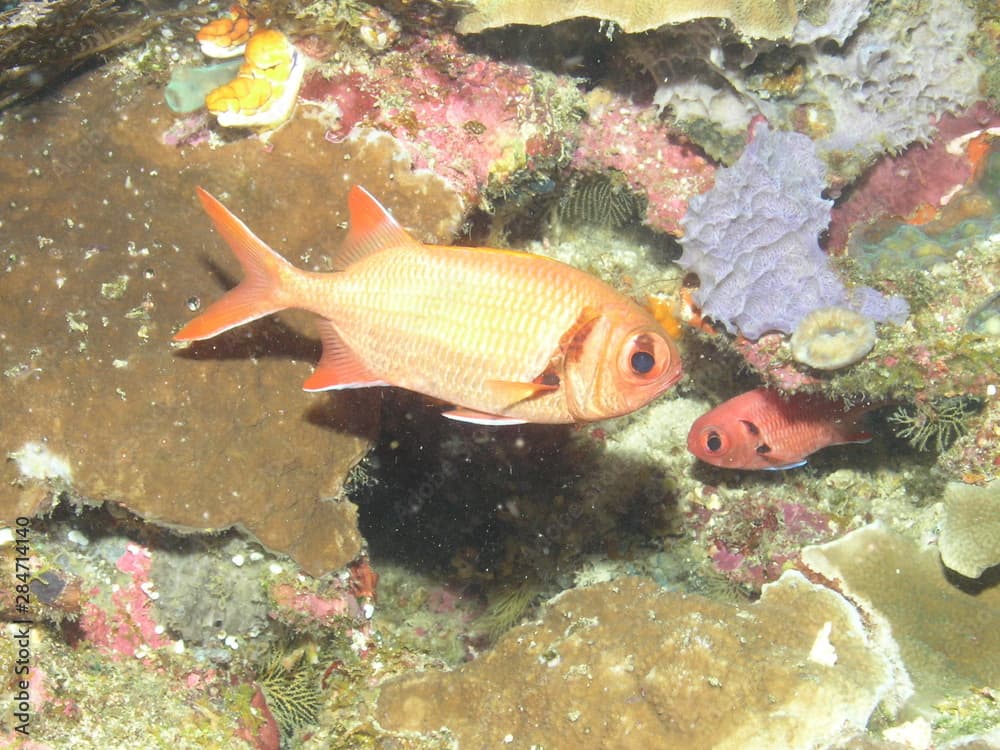 Epaulette Soldierfish (Myripristis kuntee)