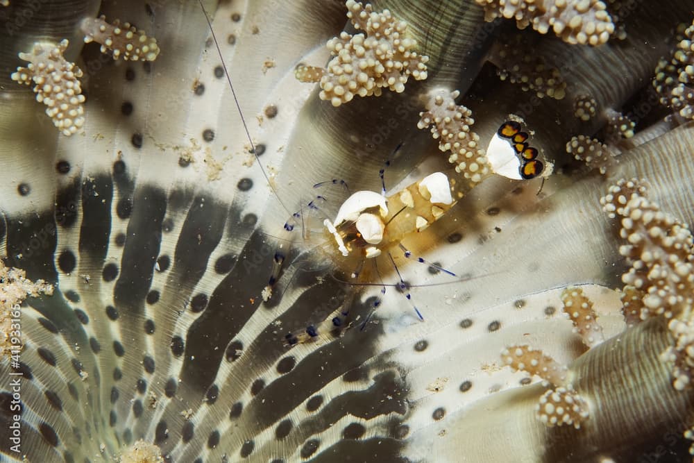 Anemone shrimp (Periclimenes brevicarpalis) in a beaded sea anemone (Heteractis aurora) near Kapalai, Malaysia