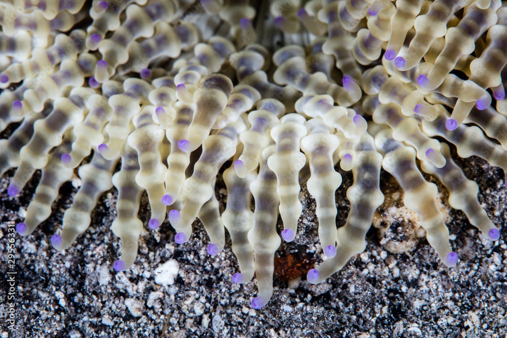 Detail of the tentacles of a Beaded anemone, Heteractis aurora, growing on a sandy seafloor in Indonesia. This anemone is often host to anemonefish.