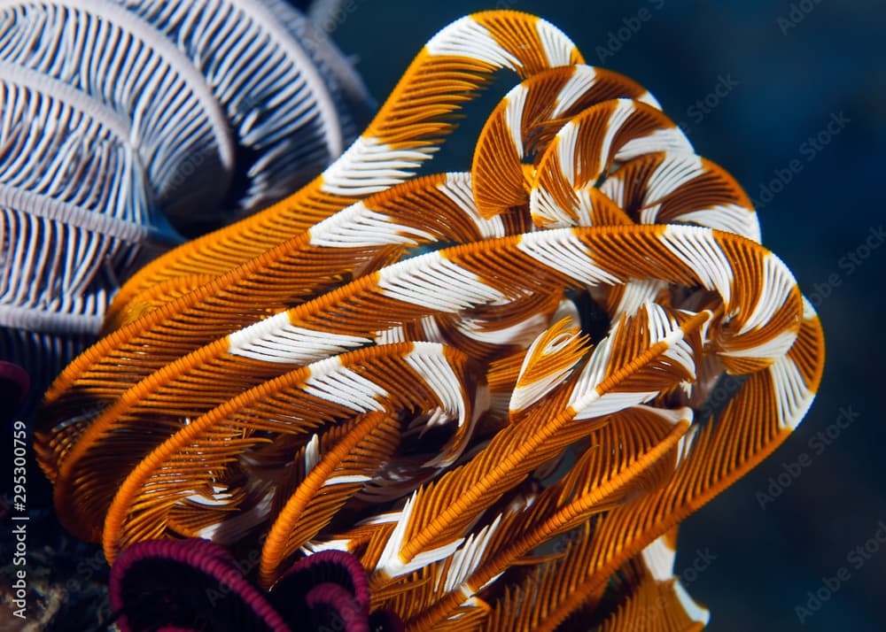 Colorful sea lilies (feather Star) close up. Underwater macro photography