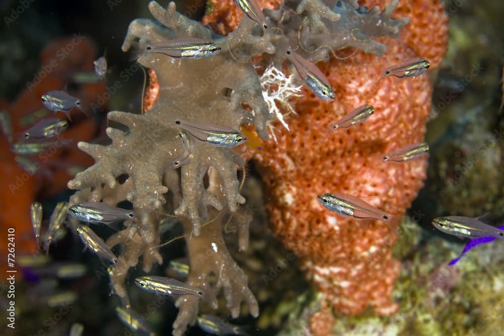 red boring sponge ( pione cf. vastifica