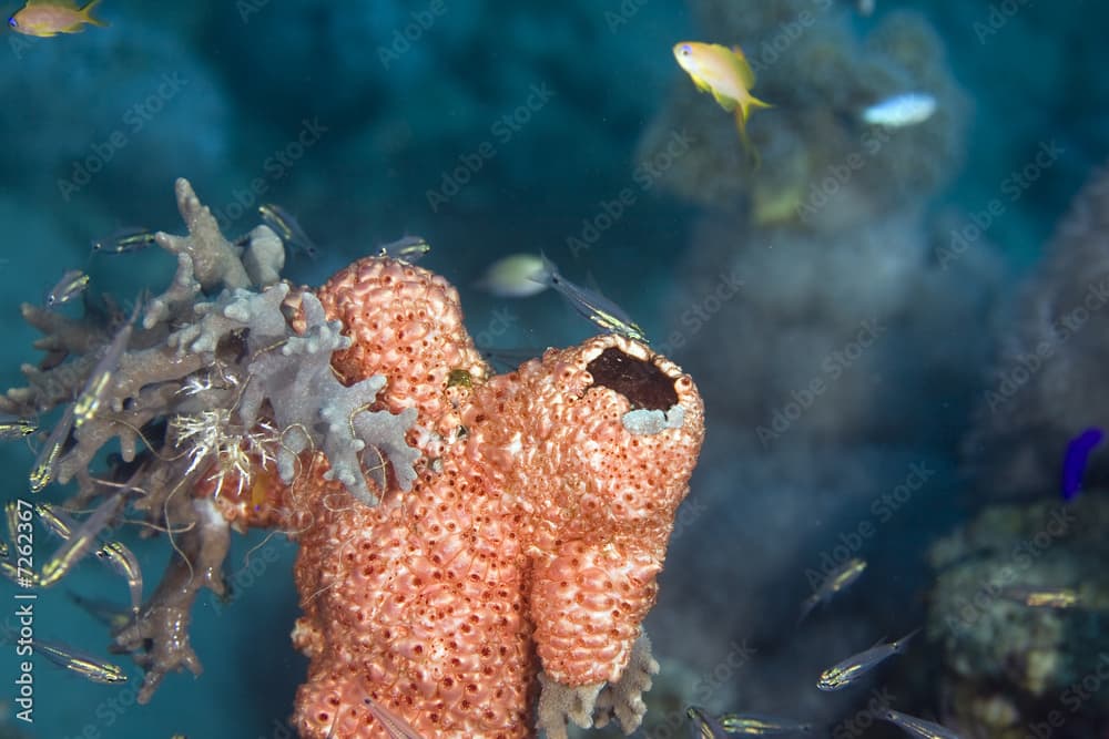 red boring sponge ( pione cf. vastifica)