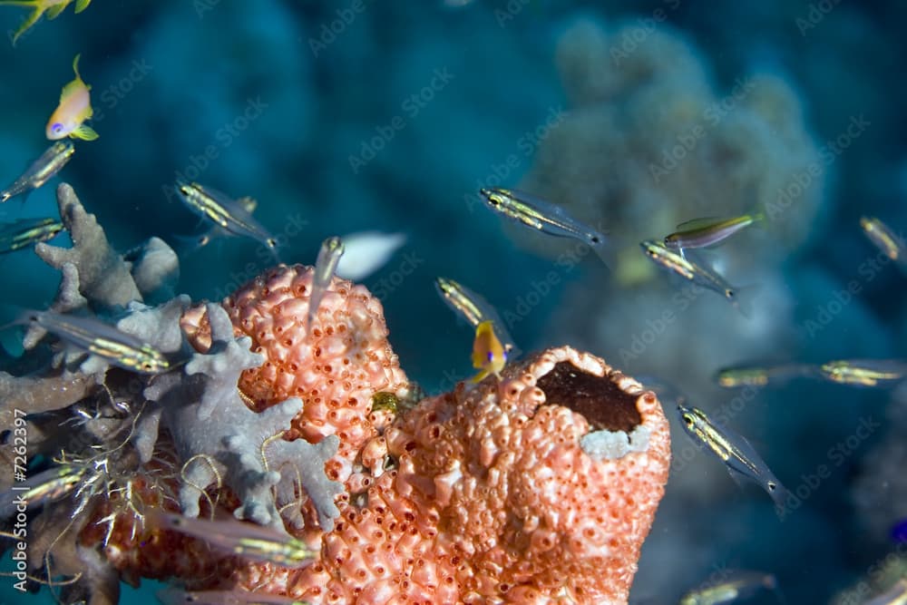 red boring sponge ( pione cf. vastifica)