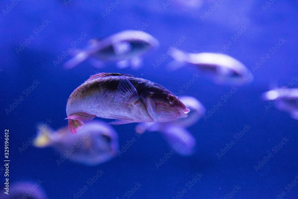 Rainbow wrasse Halichoeres pictus fish