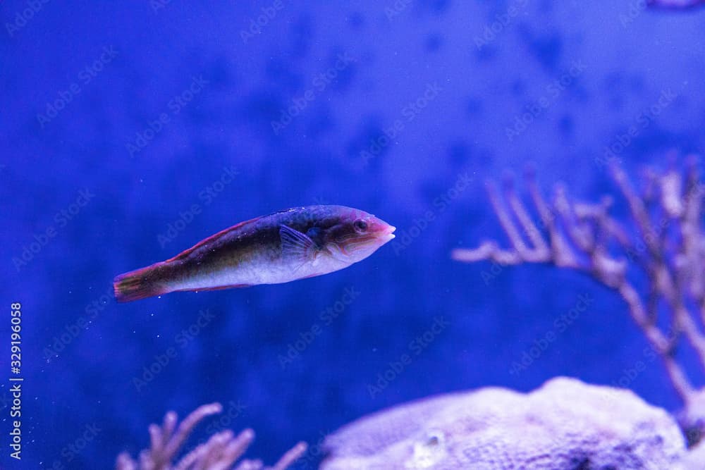 Rainbow wrasse Halichoeres pictus fish