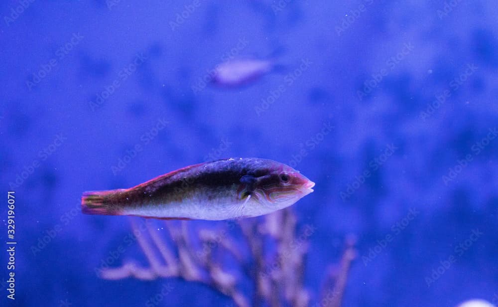 Rainbow wrasse Halichoeres pictus fish