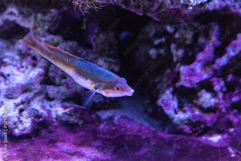 Rainbow wrasse Halichoeres pictus fish