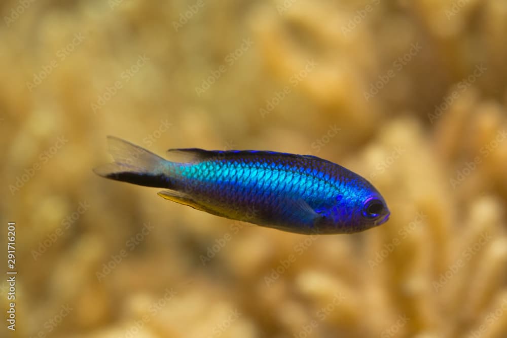 The Andaman damsel (Pomacentrus alleni).