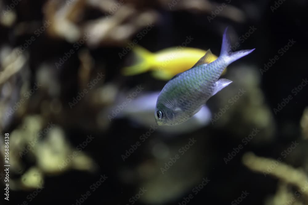 Pomacentrus alleni,  Damselfish