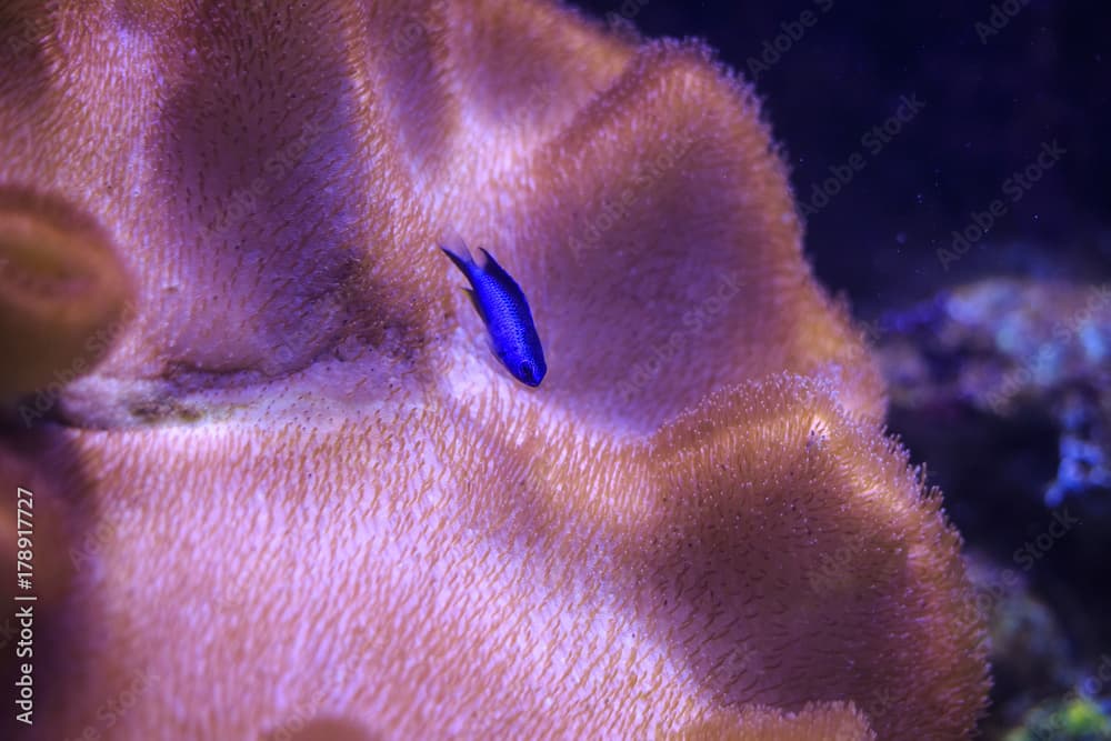 Allen's or Neon Damselfish (Pomacentrus alleni) Thailand underwater