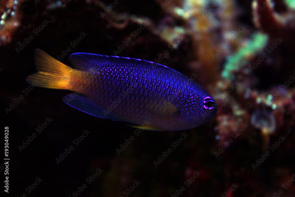 Yellow tail damsel fish  