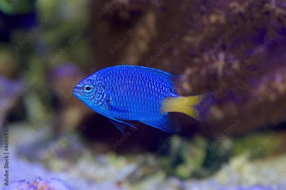 Yellowtail Damselfish, Chrysiptera parasema