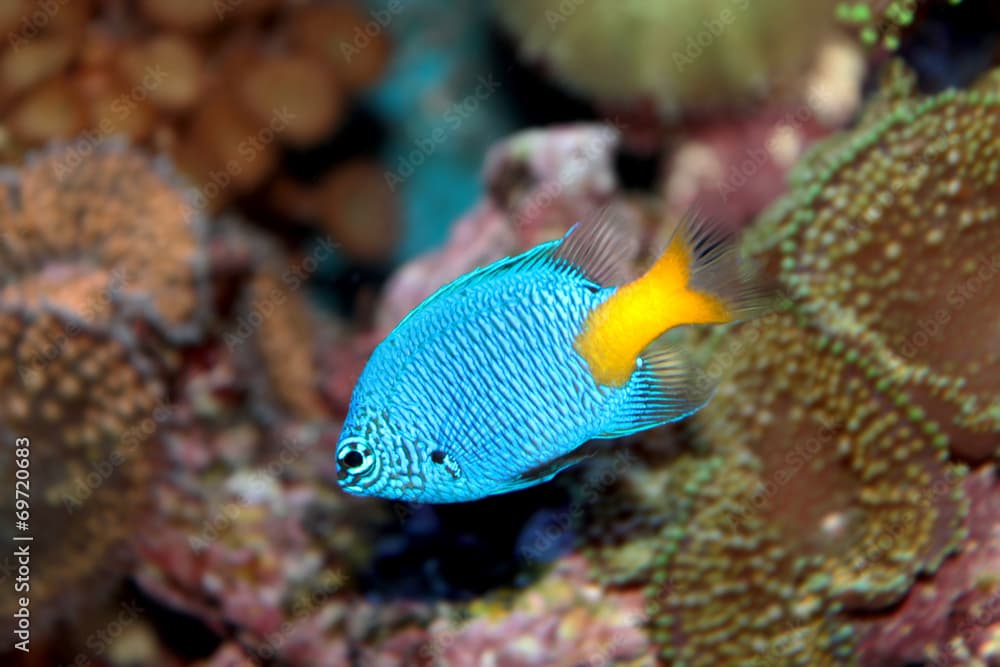 Chrysiptera parasema (Goldtail demoiselle) marine tropical fish