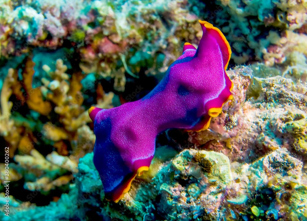 Cerise flatworm (Pseudoceros ferrugineus) Showing its Colors