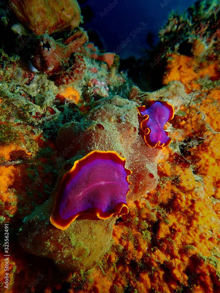 Closeup and macro shot of mating flatworms Pseudobiceros ferrugineus during a leisure dive in Mabul Island, Semporna. Sabah. Malaysia, Borneo. The Land Below The Wind.