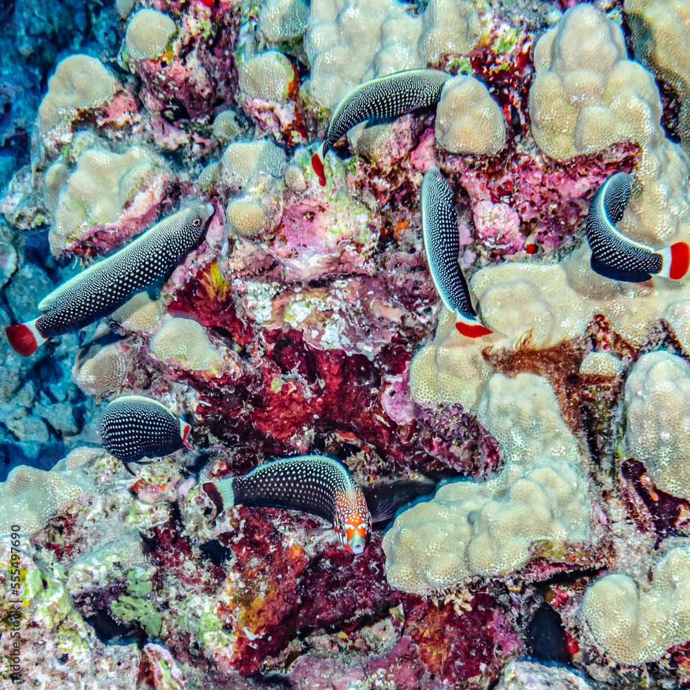 A male Psychedelic Wrasse (Anampses chrysocephalus) with a harem of five females photographed under water off Maui; Maui, Hawaii, United States of America