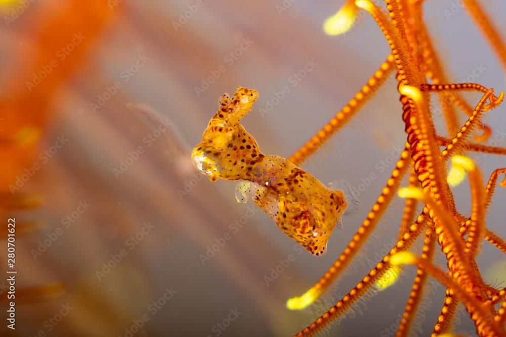 Pygmy Squid, Two-Tone Pygmy Squid - Ideosepius pygmaeus, is a species of bobtail squid native to the Indo-Pacific