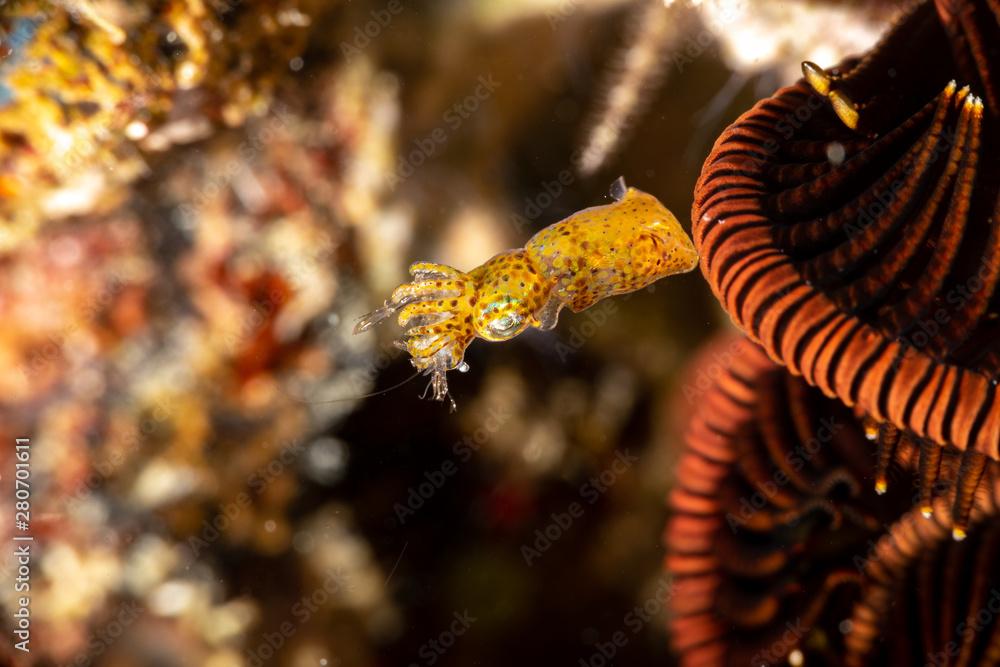 Pygmy Squid with his prey, Two-Tone Pygmy Squid - Ideosepius pygmaeus, is a species of bobtail squid native to the Indo-Pacific