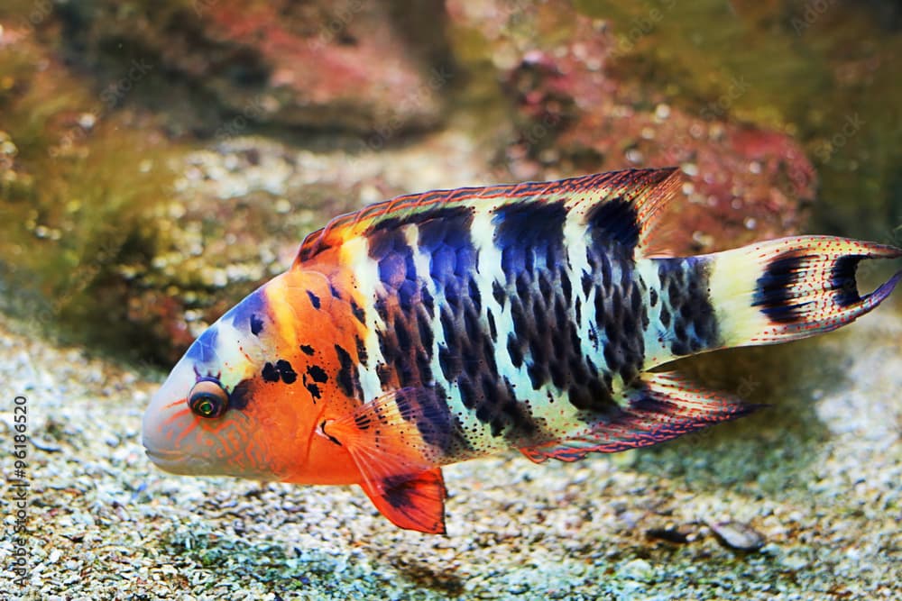 Red breasted wrasse ( Cheilinus fasciatus )