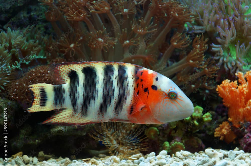 The Red-Breasted Wrasse (Cheilinus fasciatus).