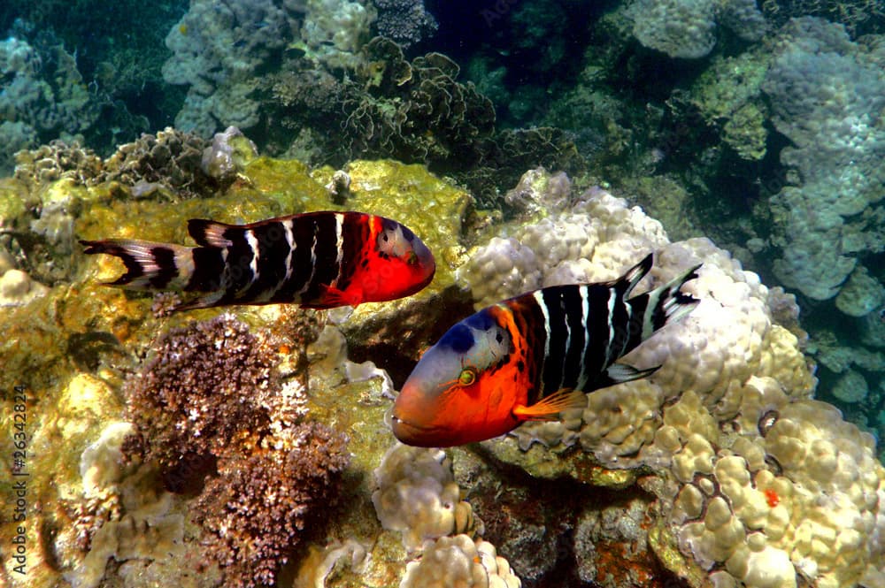 Red-breasted Wrasse (Cheilinus fasciatus)