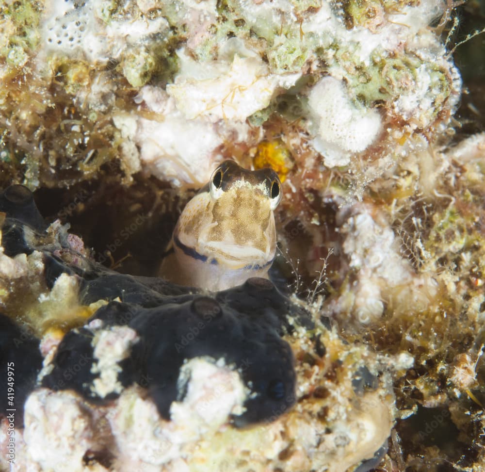 Closeup of a midas blenny on reef