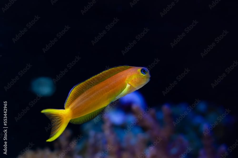 Midas blenny runaway swim in flow, natural orange coloration hardy fish species with tentacles require aquarist care in reef marine aquarium, popular pet in LED low light, dark blur background